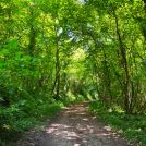 chemin dans les bois de la piscine